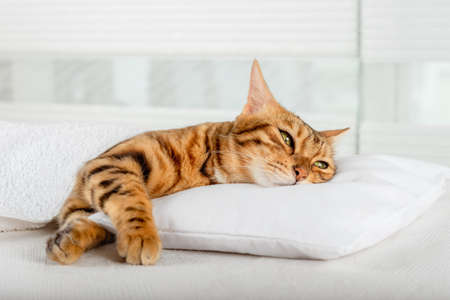 Bengal domestic cat sleeps on a pillow in the bedroom.の写真素材