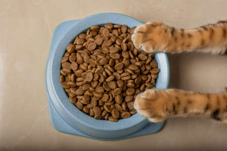 A bowl of delicious dry cat food in cat paws. top view.
