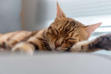 Domestic bengal cat sleeps on the couch. close-up.の写真素材