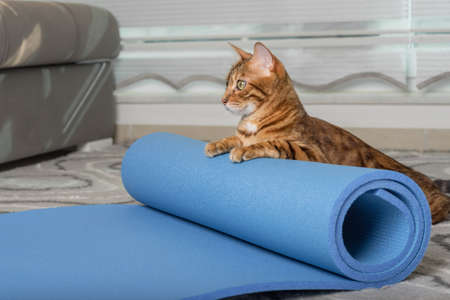 Bengal cat rolls up a blue yoga mat after a workout.の写真素材
