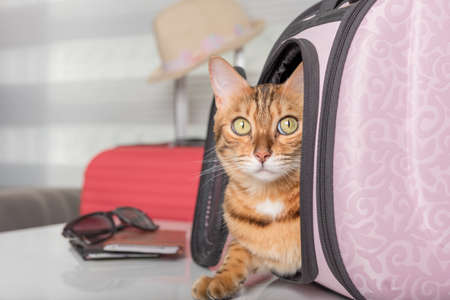 The cat sits in a carrying bag and waits for a trip. Traveling with pets.の写真素材