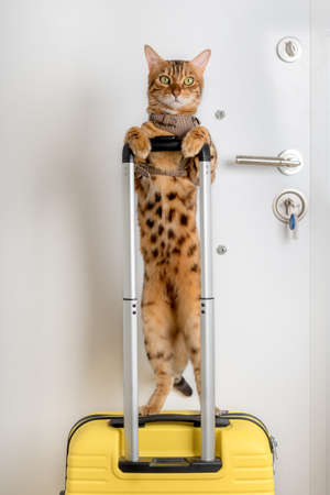 Funny Bengal cat in a harness holds the handle of a suitcase. vertical shot.