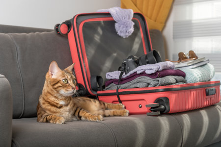 Domestic cat next to the suitcase on the sofa. vacation trip.の写真素材