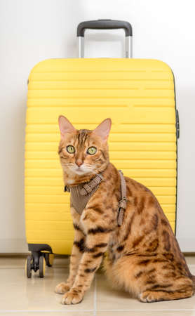 Bengal cat in a harness and a yellow suitcase. vertical shot.の写真素材