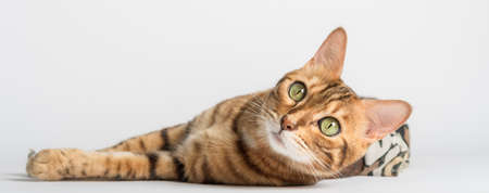 Lying bengal cat on a white background in the studio.