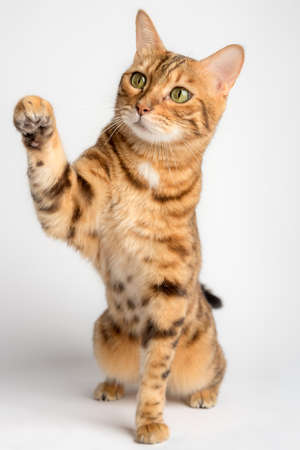 Bengal cat with raised paw on a white background. vertical shot.