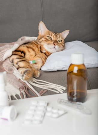A sick cat lies on the couch, wrapped in a blanket. Bengal cat with flu or cold symptoms being treated at home. Winter cold and flu concept.の写真素材