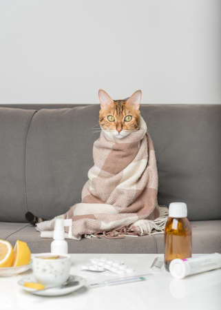 Sick cat on the couch, wrapped in a blanket. A young cat with flu or coronovirus symptoms being treated at home. Winter cold and flu concept.の写真素材