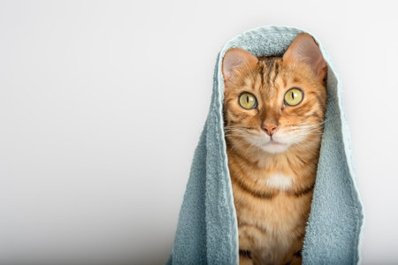 Bengal cat wrapped in a blue towel on a white background. copyspace.の写真素材