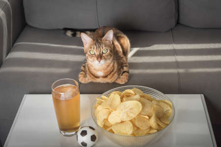Cat fan watching football at home with beer and chips.