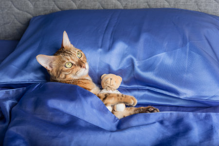 A cute domestic cat hugs a teddy bear in bed.の写真素材