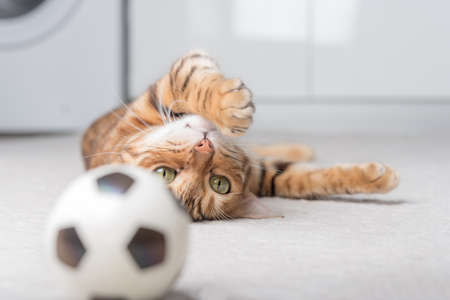 Bengal cat plays with a ball on the floor. playing cat.の写真素材