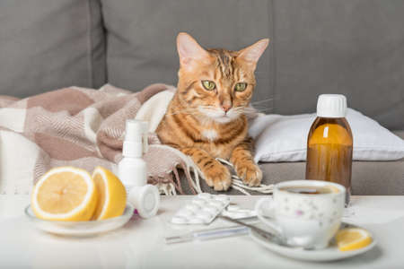 A sick cat lies on the couch, wrapped in a blanket. Bengal cat with flu or cold symptoms being treated at home. Winter cold and flu concept.の写真素材