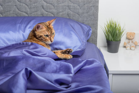 A beautiful Bengal cat lies on a bed in the bedroom.の写真素材