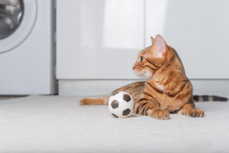 Bengal cat plays with a ball on the floor. playing cat.