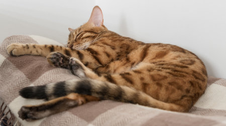 Sleeping bengal cat in a room on a plaid blanket. pet rest.の写真素材