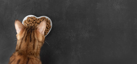 Dry cat food on a dark background. Blurred cat head. selective focus. copyspace.