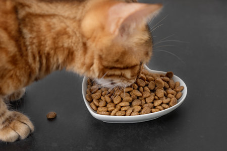 Dry cat food on a dark background. Blurred cat head. selective focus. side view.の写真素材