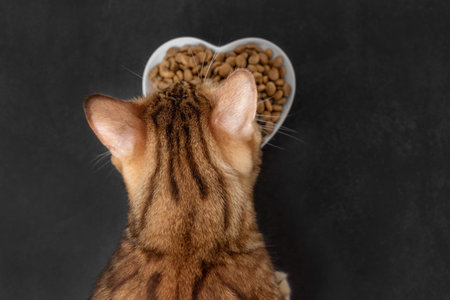 The head of a Bengal cat near a bowl of dry food on a dark background. selective focus.の写真素材