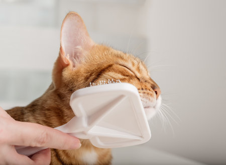 Grooming brushing red bengal cat with a special brush for grooming pets care concept. close-up.の写真素材