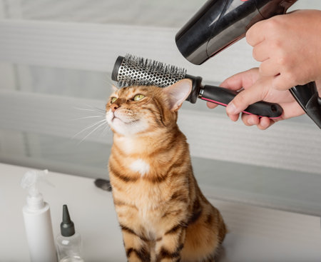 The cat is grooming - a Bengal cat is being dried with a hair dryer in a beauty salon. pet care.の写真素材