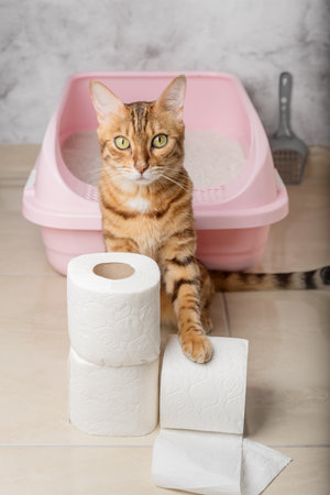 Domestic cat with toilet paper near the cat litter box. vertical shot.の写真素材