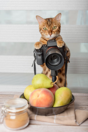 Domestic cat - food photographer photographs food on a SLR camera.の写真素材