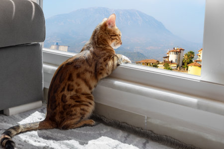 Bengal cat sits by the window and looks at the mountain landscape. Lonely evening, waiting.