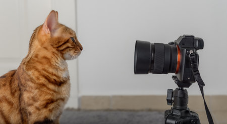 A ginger cat looks into the lens of a SLR camera on a tripod.の写真素材