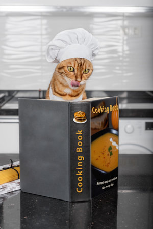 Portrait of a funny cat dressed as a chef deciding what to cook with a recipe book.の写真素材