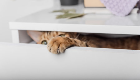 The Bengal cat is hiding in the white drawer of the wardrobe. copyspace.