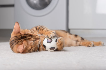 Bengal cat plays with a ball on the floor. playing cat.の写真素材