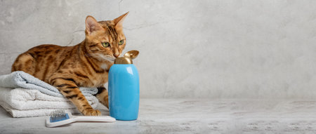 pet grooming. Cute cat with tools for animal bathing, hygiene. pet care salon. copyspace.の写真素材