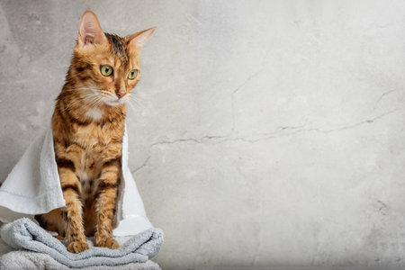 Bengal cat in a towel after bathing. copyspace.の写真素材