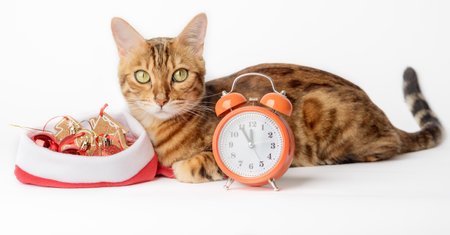 Conceptual photo of meeting the new year, a cat near the alarm clock and Christmas tree decorations...