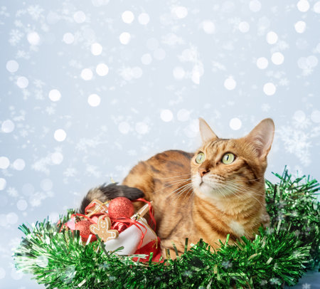 Ginger cat in Santa hat and Christmas decorations isolated on background. Christmas and New Year concept. copyspace.の写真素材