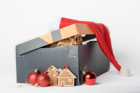Cute funny cat peeking out of a Christmas gift box on a white backgroundの写真素材
