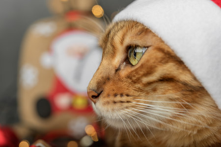 Head of a cat in a Santa hat close-up on a dark background. side view.の写真素材