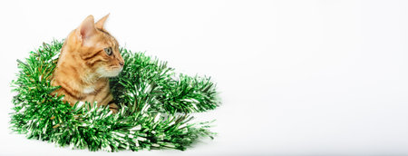 Beautiful red festive cat with green Christmas tinsel on a white background. copyspace.の写真素材