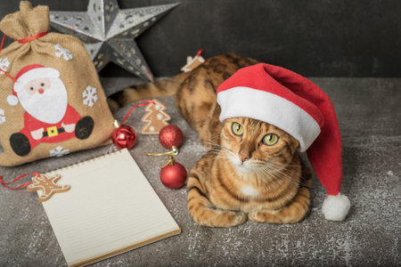 Bengal cat with Christmas decorations on a black background.Greeting card. copyspace.の写真素材