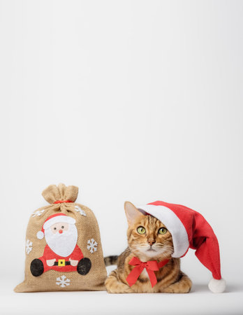 Bengal cat with a bag of gifts isolated. Christmas and New Year concept. Cat in a hat. Christmas decor, Christmas tree decoration. copyspace.の写真素材