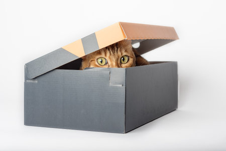 Portrait of a funny Bengal cat looking out of a box on a white background.の写真素材