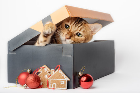Cute funny cat peeking out of a Christmas gift box on a white backgroundの写真素材
