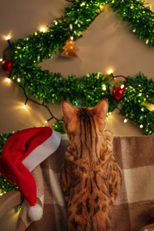 Bengal cat looks at the Christmas decorations at home. Christmas and New Year conceptの写真素材