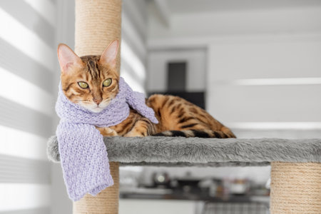 A funny cat in a scarf lies on a scratching post against the background of the room. selective focus.の写真素材