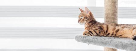 Adorable Bengal cat on a scratching post near the window. selective focus. copyspace.