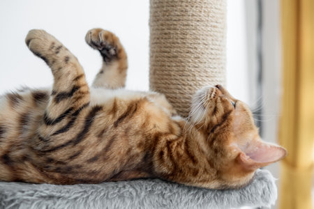 Charming Bengal cat is resting on a scratching post. pet accessories.の写真素材