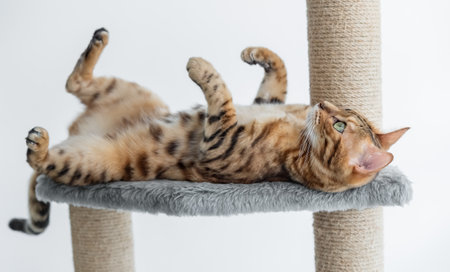 Charming Bengal cat is resting on a scratching post. pet accessories.の写真素材