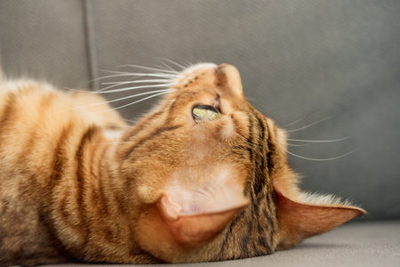 Head of a cute bengal cat close-up in the house.の写真素材