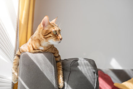 An orange cat is resting on a sofa in the living room near the window.の写真素材